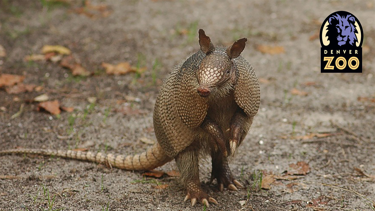 armadillo standing on hind legs, looking at the camera. it's standing on a dirt path with the denver zookeeper's logo in the upper right hand corner. This is a limited mobility excursion